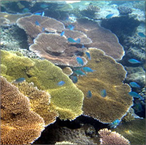 New Caledonia reef is visited on two spiritual wellness cruises in January 2013.