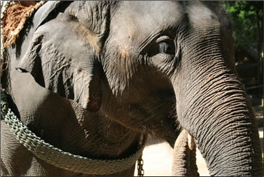 Asian elephant at an entertainment venue in Asia.