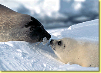 Harp seal photo, marine mammal wildlife pictures by Jean-Pierre Sylvestre.