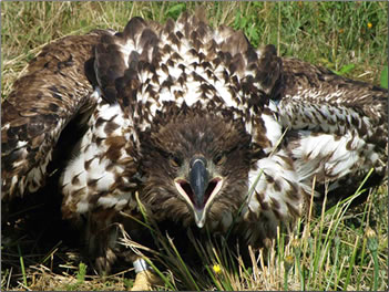 Aggressive juvenile Bald eagle, British Columbia Eagle Watching Holidays.