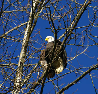 Bald eagle in tree, BC bird watching wildlife vacations.