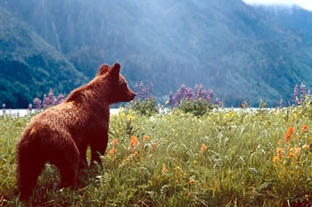 Understanding Bears, Bear Watching Vacations and Tour Operators.