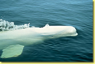 Beluga whale photo, marine mammal wildlife pictures by Jean-Pierre Sylvestre.