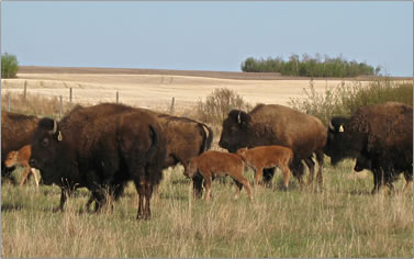 Buffalo Adventures offer nature, archaeological digs and history tours around east central Alberta, Canada.
