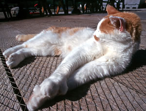Grizzly Bears and Killer Whales at Knight Inlet Lodge, British Columbia.