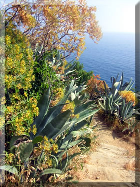 Walking or hiking holidays between villages in Cinque Terre National Park, Italy.