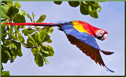 Scarlet Macaw, Costa Rica's best parks for nature viewing.