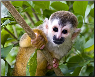Squirrel monkey, Costa Rica's best parks for nature viewing.