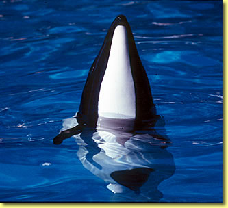 Commerson's dolphin photo, marine mammal wildlife pictures by Jean-Pierre Sylvestre.