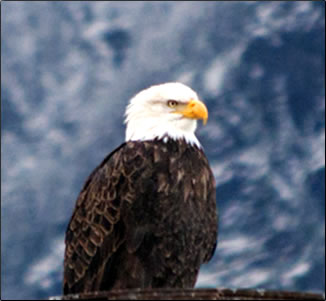 Bald eagle, British Columbia Eagle Watching Holidays. 
