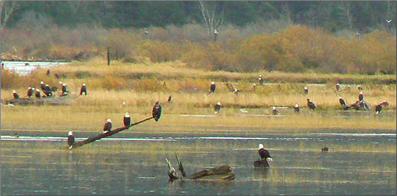Bald eagles wait for the day's arrival of salmon on the Harrison River, British Columbia.