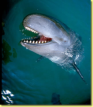 False killer whale photo, marine mammal wildlife pictures by Jean-Pierre Sylvestre.