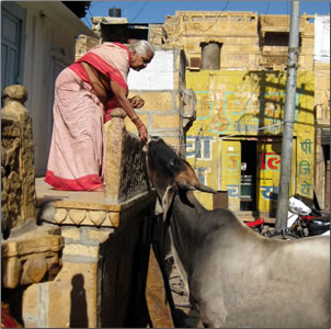 Sacred cows in India, new experiences travel.