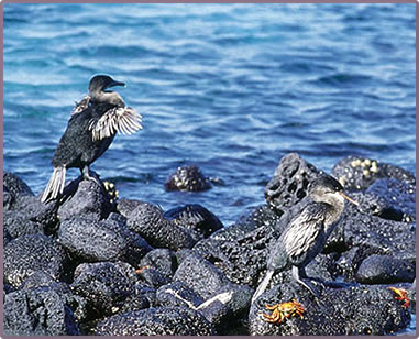 Flightless Cormorant, Galapagos Islands birds and nature.