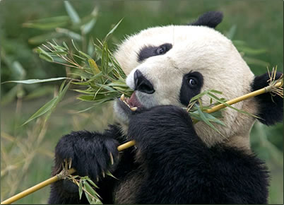 Giant Pandas conservation holidays in China, volunteer vacations for nature that make a difference.