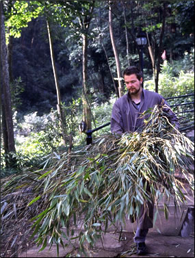 Volunteer on China conservation holiday helps giant pandas.