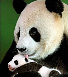 Giant Panda mother and cub: Volunteer nature travel in China.