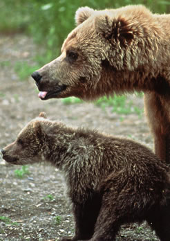 Grizzly bear mother and cub. 