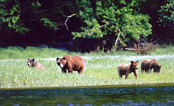 Mother grizzly with three cubs, Knight Inlet Lodge.