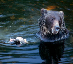 Grizzly bear eating salmon at Knight Inlet Lodge, British Columbia.