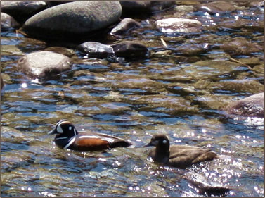 Harlequin ducks, Jasper National Park Canadian Rockies.