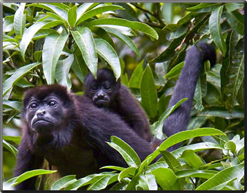 Howler monkeys, nature holidays in Costa Rica.