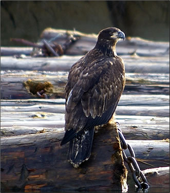 Juvenile Bald eagle, British Columbia Eagle Watching Holidays.