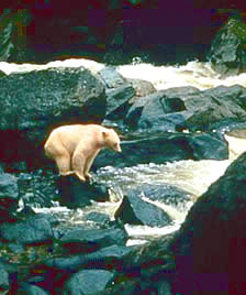 Kermode or Spirit bear on rock.