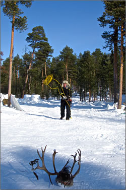 Lasso demostration by reindeer herder in Lapland, Finland.