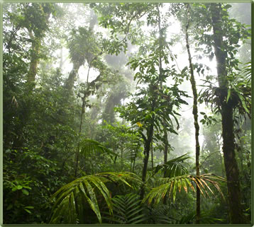 Monteverde, one of Costa Rica's best parks for nature viewing.