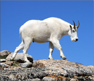 Mountain goat at Cathedral Provincial Park, British Columbia.