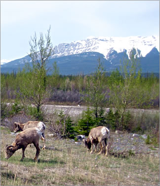 Mountain sheep, Jasper National Park Canadian Rockies.