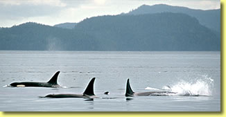 Killer whale photo, marine mammal wildlife pictures by Jean-Pierre Sylvestre.