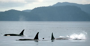 Pod of killer whales on wilderness vacation in British Columbia.
