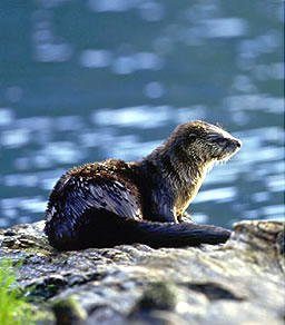 River otter at Knight Inlet Lodge, British Columbia wilderness tour.