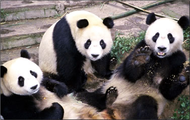 Three panda cubs on China volunteer nature vacations.