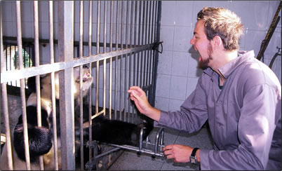 China Volunteer Vacations: training pandas to take medications.