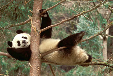 Panda resting in a tree: Giant panda conservation holidays, Volunteer nature travel in China.