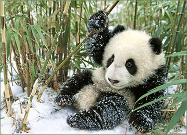 Baby panda in snow: Panda conservation volunteer vacations in China.