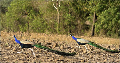 Wild peacocks in India at Morachi Chincholi, India's peacock village.