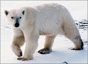 Understanding Bears, Bear Watching Vacations and Tour Operators.