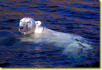 Polar bear photo, marine mammal wildlife pictures by Jean-Pierre Sylvestre.