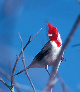 Birdwatching is excellent in the Diamond Head volcano crater near Honolulu, Oahu, Hawaiian Islands.