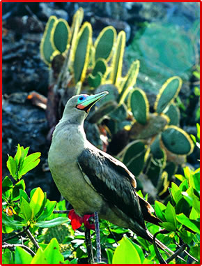 Red-footed Booby, Galapagos Islands birds and nature.