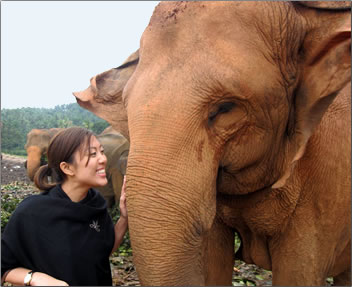 Asian elephant at rescue center in Asia.