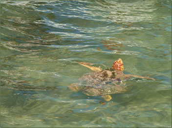Sian Kaan Biosphere Reserve, nesting ground for sea turtles on Mexico Quintana Roo Coast.