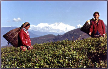 Darjeeling Himalayan Railway, Darjeeling cultural travel, Margaret Deefholts, Haunting India, historic India travel.