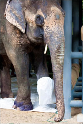 Rescued injured Asian elephant in Thailand.