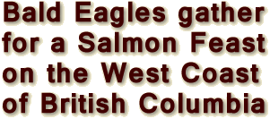 When thousands of bald eagles congregate on a British Columbia river, an annual wildlife festival takes place, read this article.