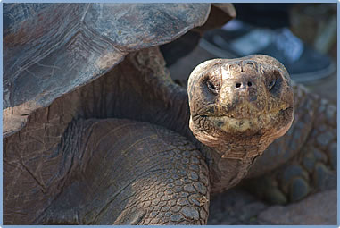 Galapagos Giant Tortoise, Galapagos Islands wildlife tours.